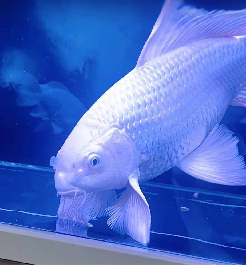 蝴蝶鯉可以和龍魚混養嗎圖片