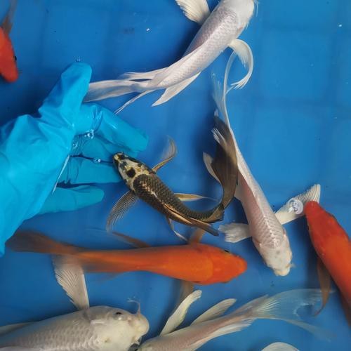 蝴蝶鯉可以和龍魚混養嗎圖片