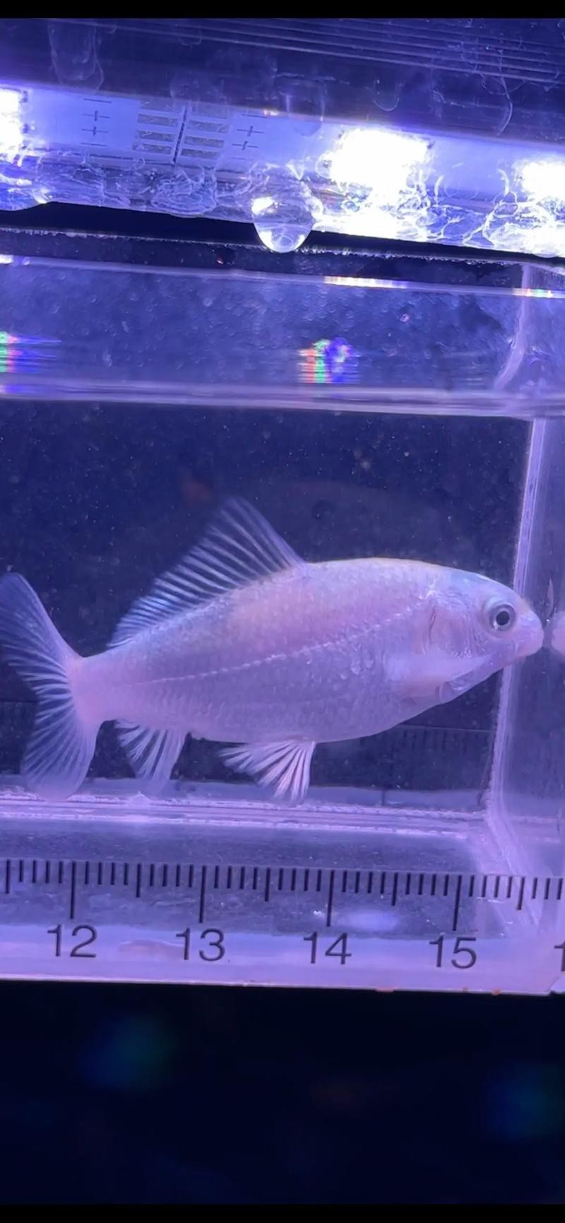 蝴蝶鯉可以和龍魚混養嗎圖片