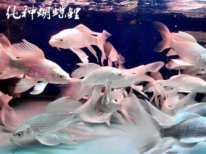 蝴蝶鯉可以和龍魚混養嗎圖片