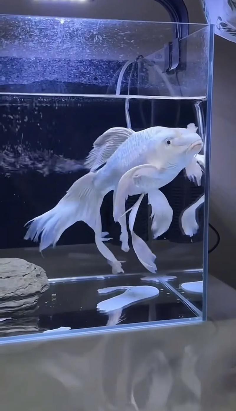 蝴蝶鯉可以和龍魚混養嗎圖片