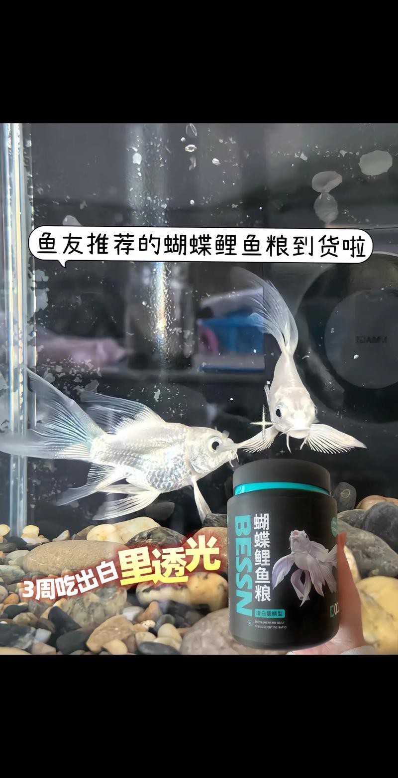蝴蝶鯉可以和龍魚混養嗎圖片