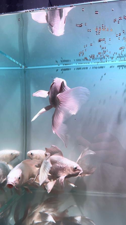 蝴蝶鯉可以和龍魚混養嗎圖片