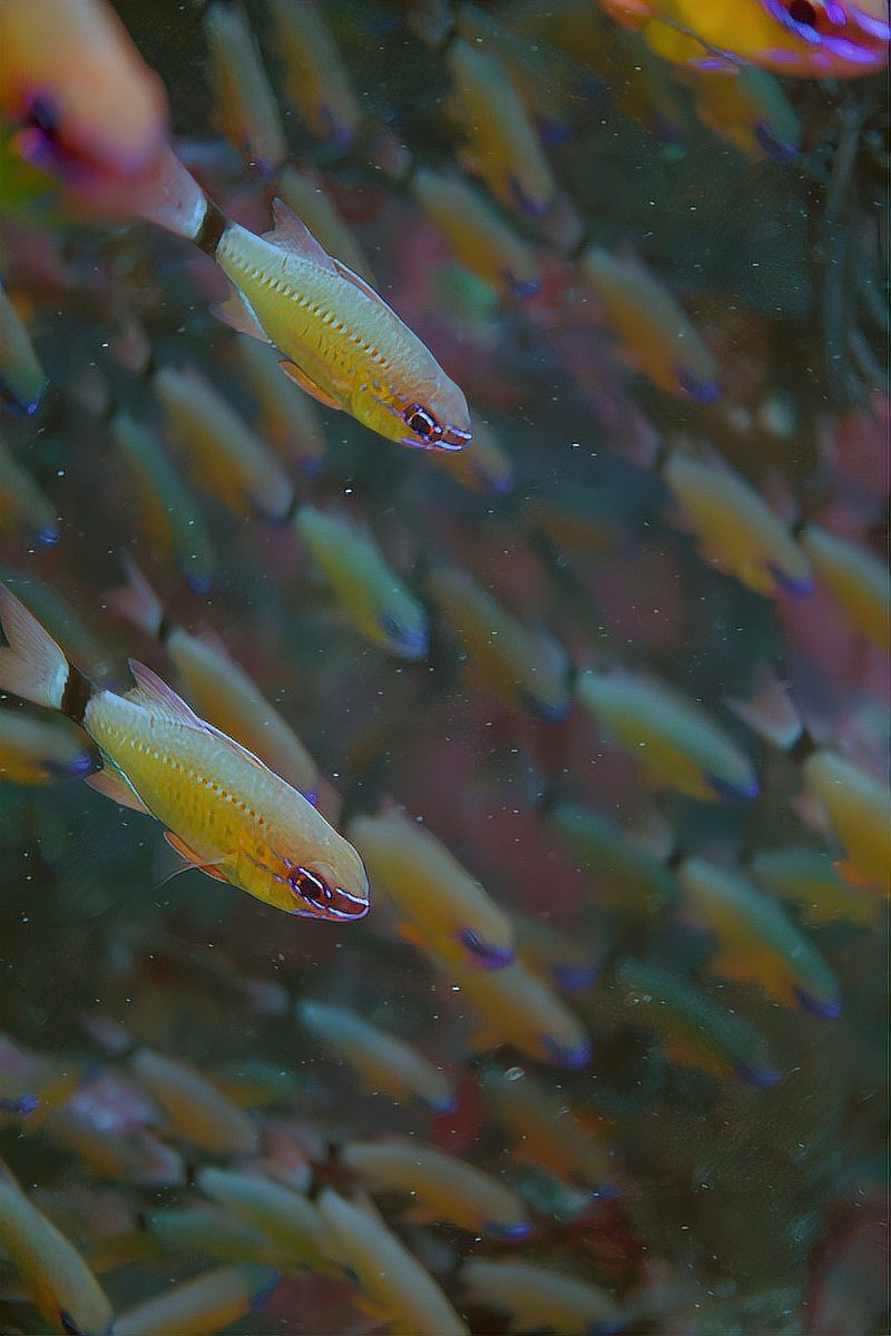 蝴蝶鯉可以和龍魚混養嗎圖片