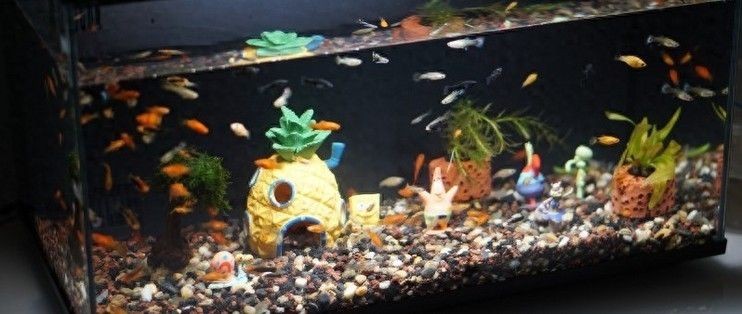 畫法幾何魚缸恢復出廠設置：畫法幾何魚缸恢復出廠設置操作