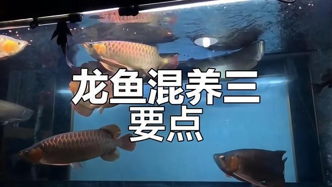 龍魚混養魚推薦哪種最好養