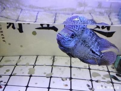 畫法幾何魚缸水泵的更換步驟和注意事項(xiàng)和注意事項(xiàng)：在養(yǎng)魚的過(guò)程中，可能會(huì)遇到魚缸水泵需要更換的是
