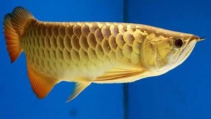 金龍魚幼年多大：金龍魚幼年時的大小可以從23厘米到數十厘米不等