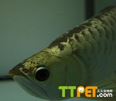 金龍魚幼年多大：金龍魚幼年時的大小可以從23厘米到數十厘米不等