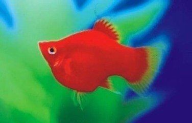 瑪麗魚缸：瑪麗魚缸裝飾搭配技巧,