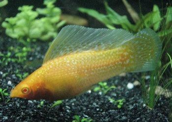 瑪麗魚缸：瑪麗魚缸裝飾搭配技巧,