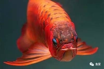 金龍魚變色的階段：金龍魚為什么會變色