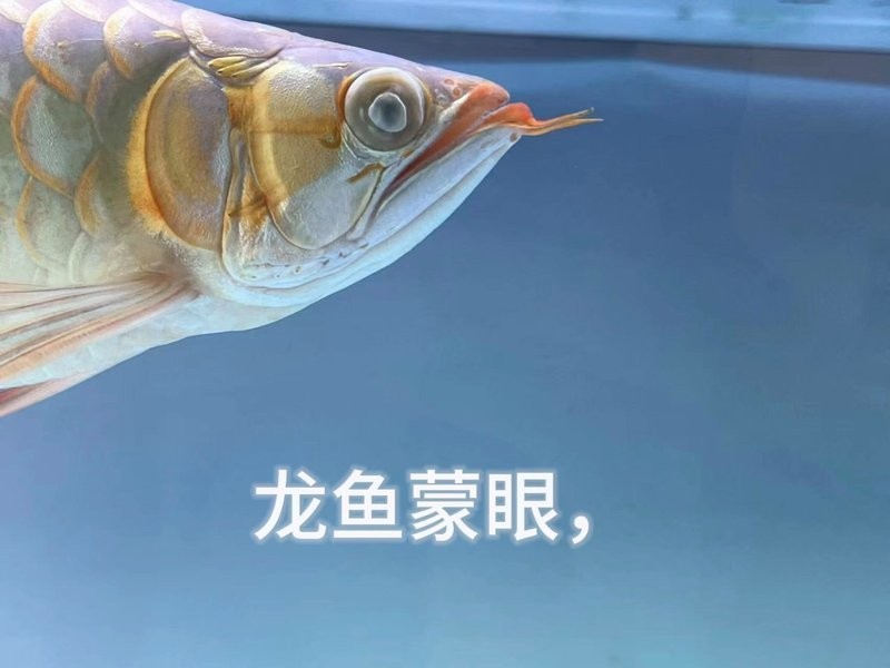 龍魚倒立后如何急救？