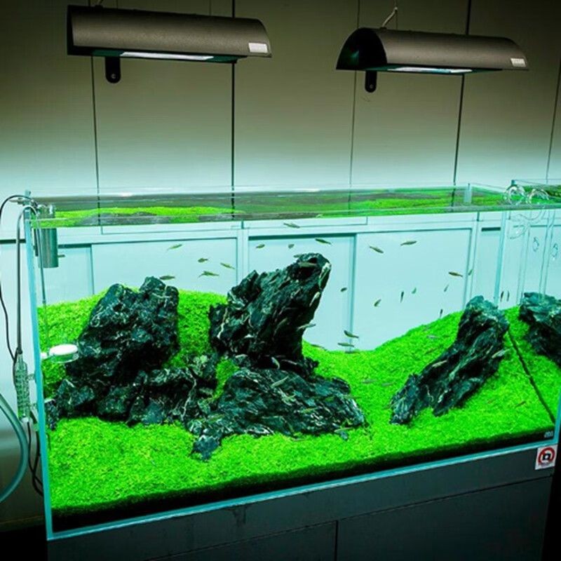 藍寶魚缸：藍寶魚缸怎么樣？