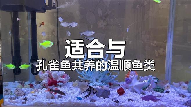 曼龍魚能和孔雀魚一起養嗎怎么養