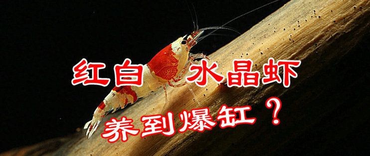 紅海魚缸養蝦的基礎知識：紅海蝦類養殖技術