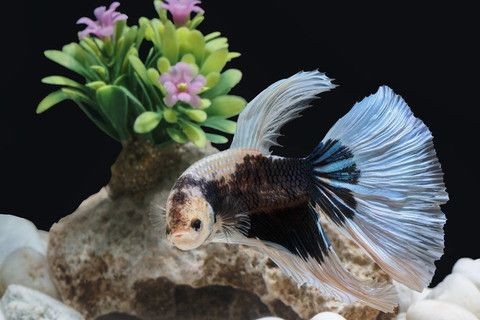 黑色背景魚缸適合養多種熱帶魚，適合養多種熱帶魚類：黑色背景魚缸的色彩心理學