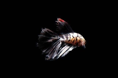 黑色背景魚缸適合養多種熱帶魚，適合養多種熱帶魚類：黑色背景魚缸的色彩心理學
