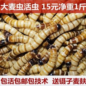金龍魚吃大麥蟲后拒食怎么辦：解決金龍魚拒食的問題之前需要分析導致拒食的原因