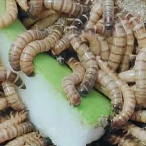 金龍魚吃大麥蟲后拒食怎么辦：解決金龍魚拒食的問題之前需要分析導致拒食的原因