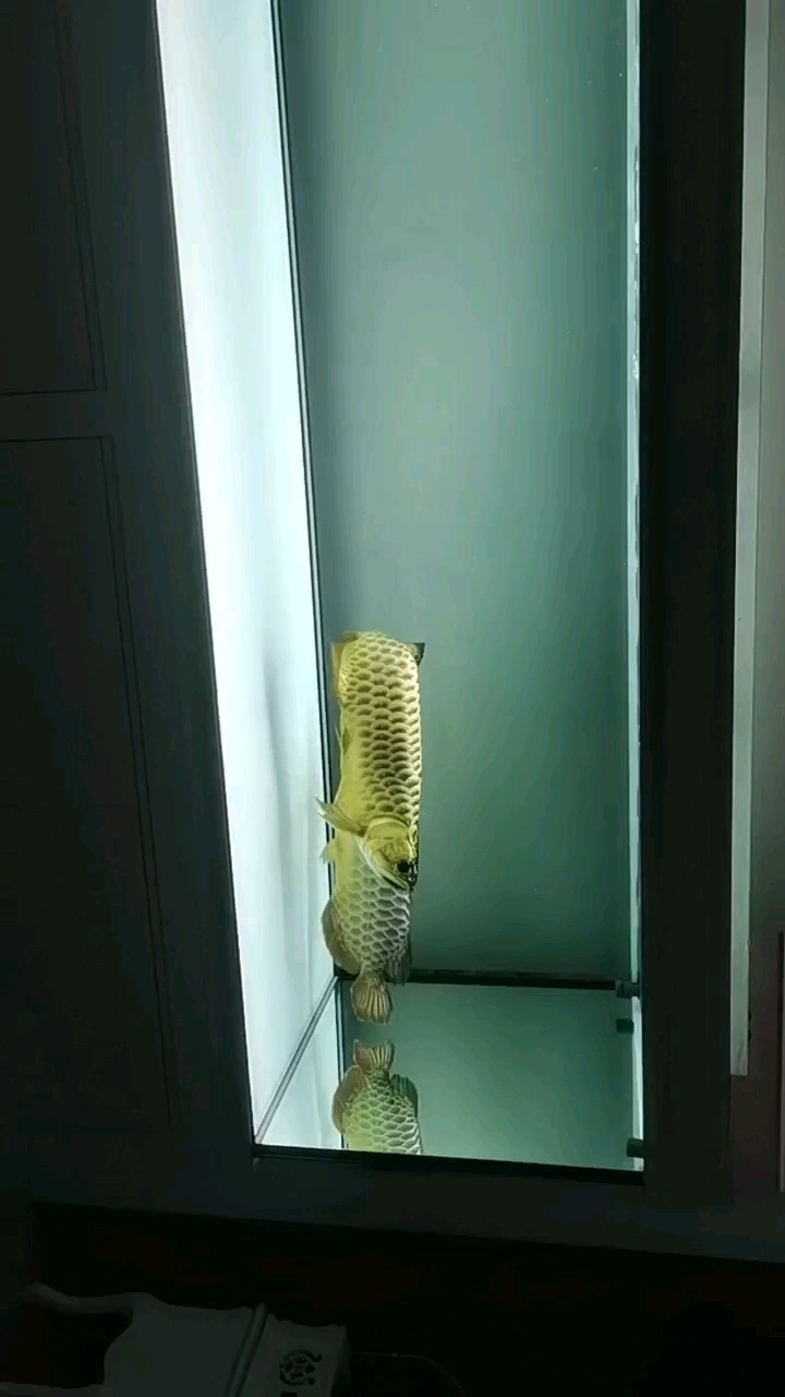 紅龍玩膩了。還是金龍配對好玩