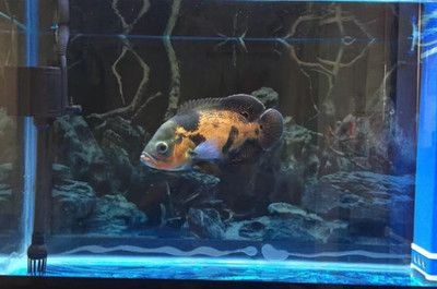 地圖魚在魚缸里能繁殖嗎（關(guān)于地圖魚的飼養(yǎng)誤區(qū)）