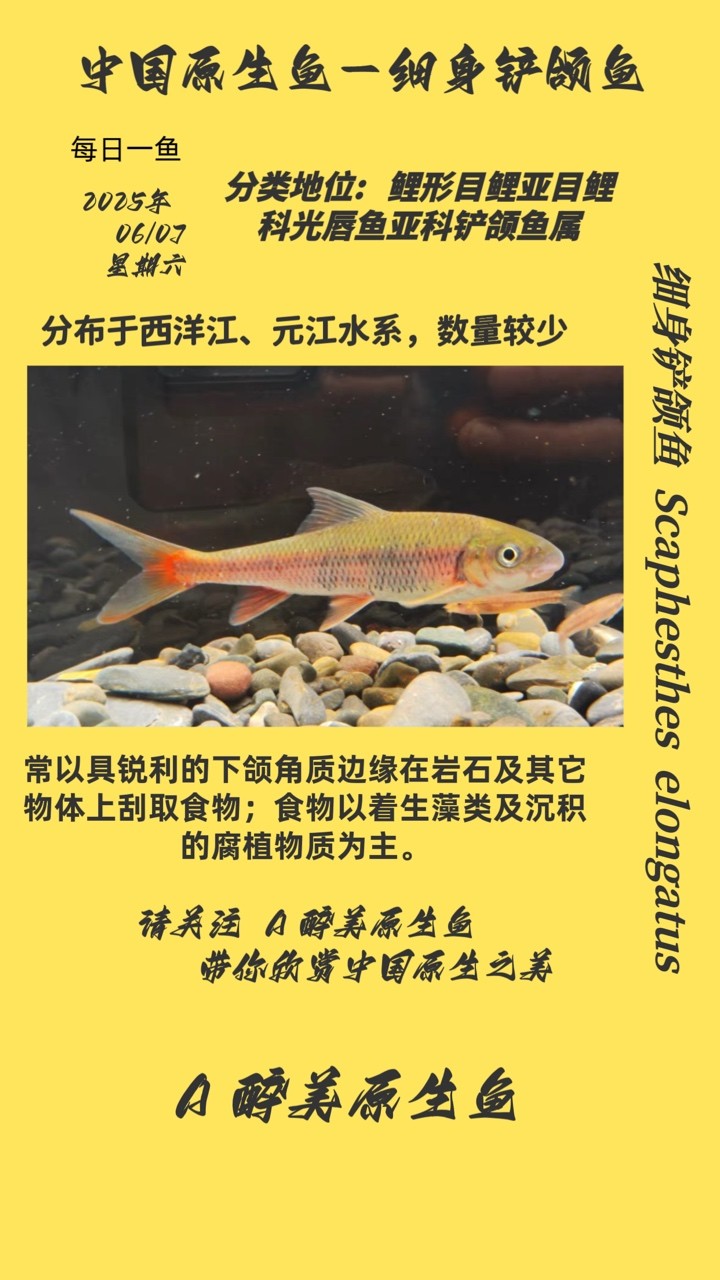 魚缸制作過程圖：榫卯結構的魅力探索