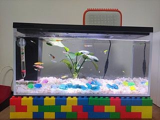 小佩魚缸pro：小佩魚缸pro與其他品牌對比小佩魚缸pro維護周期指南