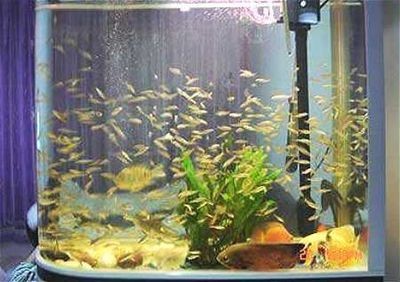 魚缸形狀的風水意義：風水魚缸形狀及其在風水上的風水意義及風水意義