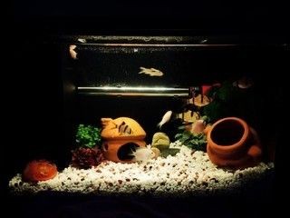 小佩魚缸pro：小佩魚缸pro與其他品牌對比小佩魚缸pro維護周期指南