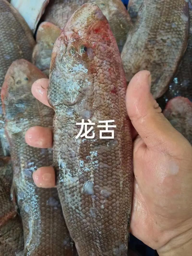 潮汕龍魚拜神圖片欣賞