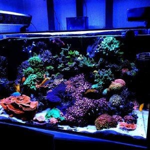 紅海魚缸下水聲音大怎么辦？：紅海魚缸下水聲音大不大高級玩家的魚缸降噪秘籍
