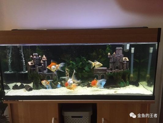 魚缸底砂化學穩定性檢測：魚缸底砂化學穩定性檢測方法，魚缸底砂自我檢測方法