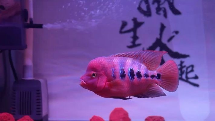 魚缸底砂化學穩定性檢測：魚缸底砂化學穩定性檢測方法，魚缸底砂自我檢測方法