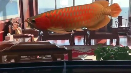 沐川縣樂水族館（沐川水上樂園）