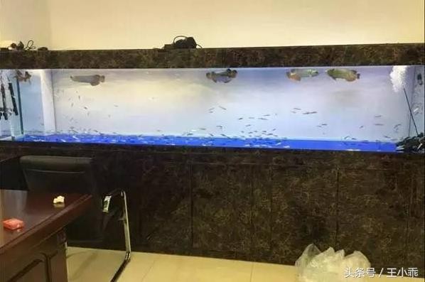 廣州市荔灣區方東水族店