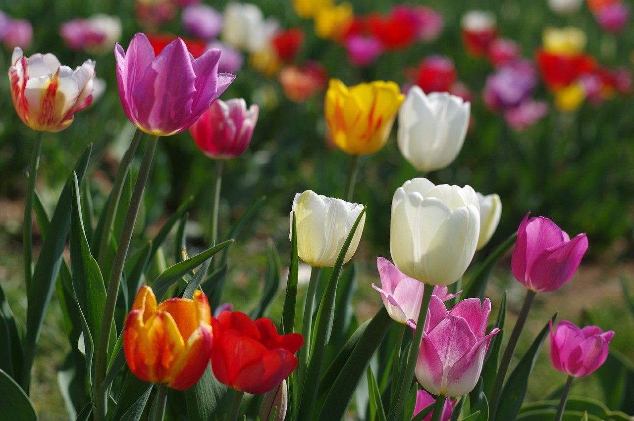 章貢區城市花香花藝園藝工作室 （章貢區城市花香花藝園藝工作室地址）