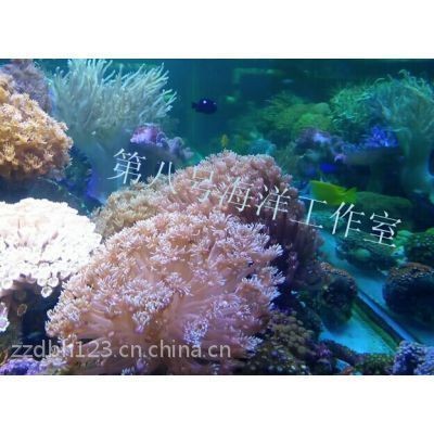 合思美魚缸：合思美魚缸怎么樣