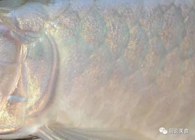 龍魚撞缸掉皮的處理方法（當(dāng)龍魚撞缸導(dǎo)致頭部掉皮時(shí)，需要采取一系列措施來確保其恢復(fù)健康）