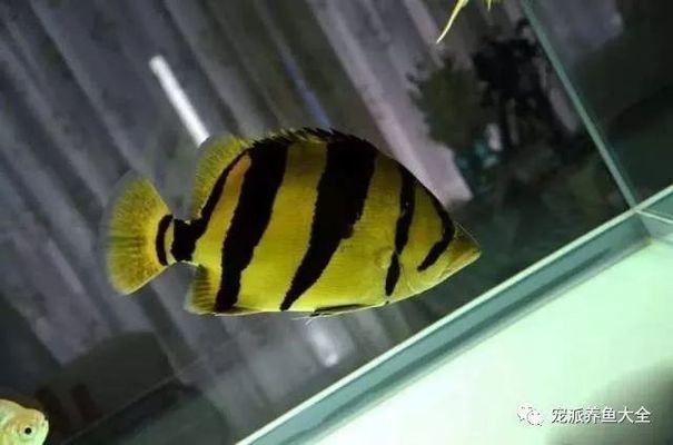 如何選擇適合家居的風(fēng)水魚：如何為家居選擇適合風(fēng)水的魚