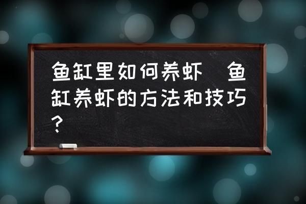 蝦躲在魚缸角落：如何判斷蝦是否適應新環境
