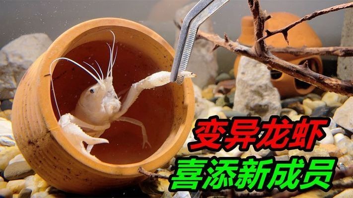 蝦躲在魚缸角落：如何判斷蝦是否適應新環境