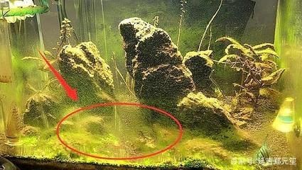 蝦躲在魚缸角落：如何判斷蝦是否適應新環境