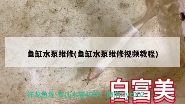 魚缸水泵不轉(zhuǎn)了怎么修：魚缸水泵不轉(zhuǎn)怎么辦