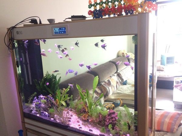 底濾魚缸是否適合養燕魚的，：底濾魚缸養殖技巧