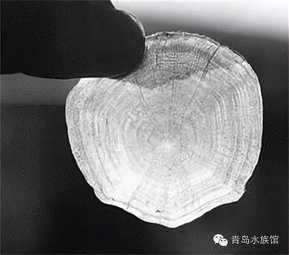 如何判斷印尼超血紅龍魚的年齡？