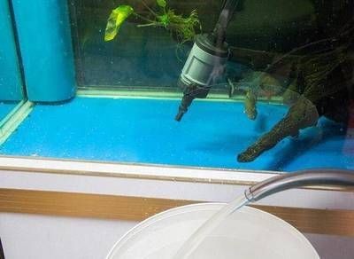 給魚缸換水需要注意的事項：給魚缸換水的注意事項 給魚缸換水需要注意的事項：給魚缸換水的注意事項 魚缸百科 第1張