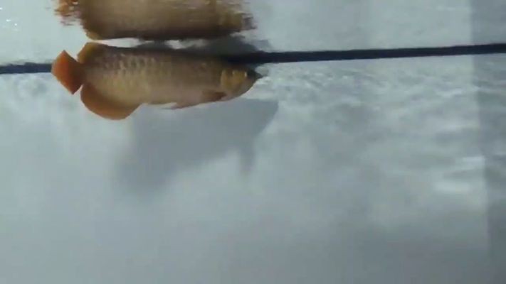 歐博龍魚缸怎么樣好用嗎：歐博龍魚缸與其他品牌對比，歐博龍魚缸適合哪些魚類