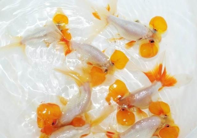 魚缸過濾器拼裝：魚缸過濾器安裝方法