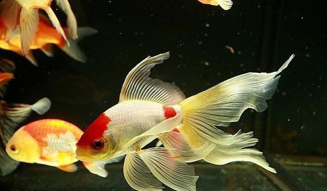 <strong><mark>五常</mark></strong>市花之藝坊水族館（<strong><mark>五常</mark></strong>市花之藝坊水族館電話）